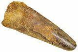 Fossil Spinosaurus Tooth - Real Dinosaur Tooth #366482-1